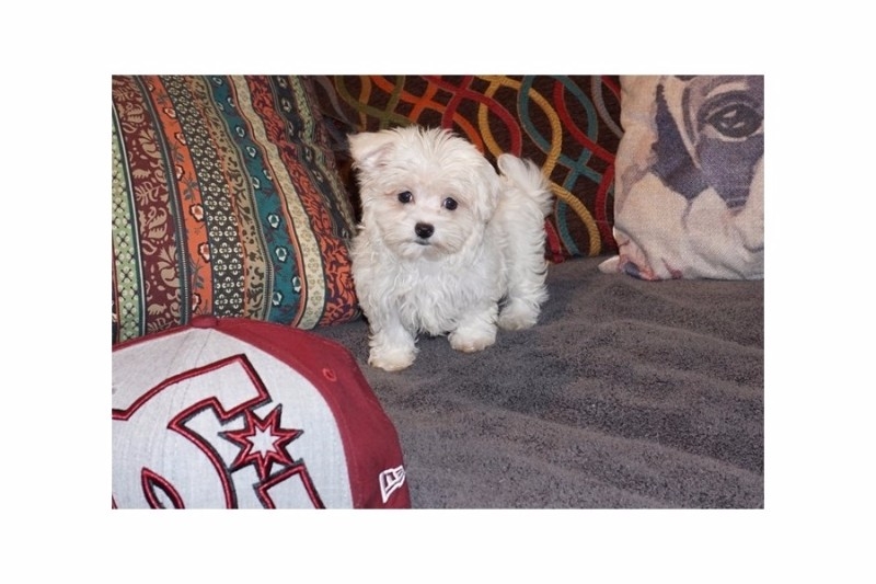 Healthy Maltese puppies for re-homing.706 998 6125