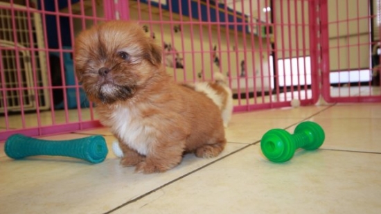 7229_orange_shih_tzu