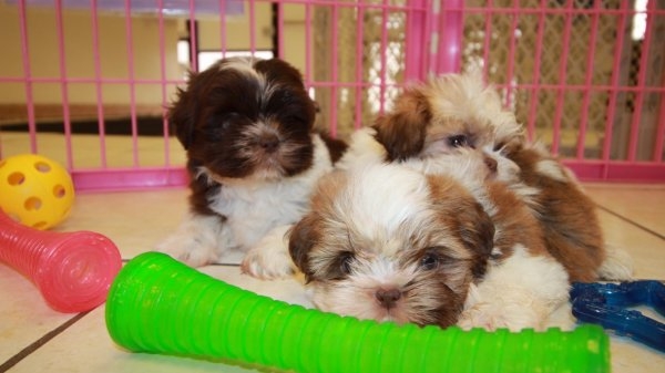 7052_shih_tzu_15_thb