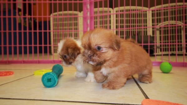 shih  ztu  puppies for rehoming